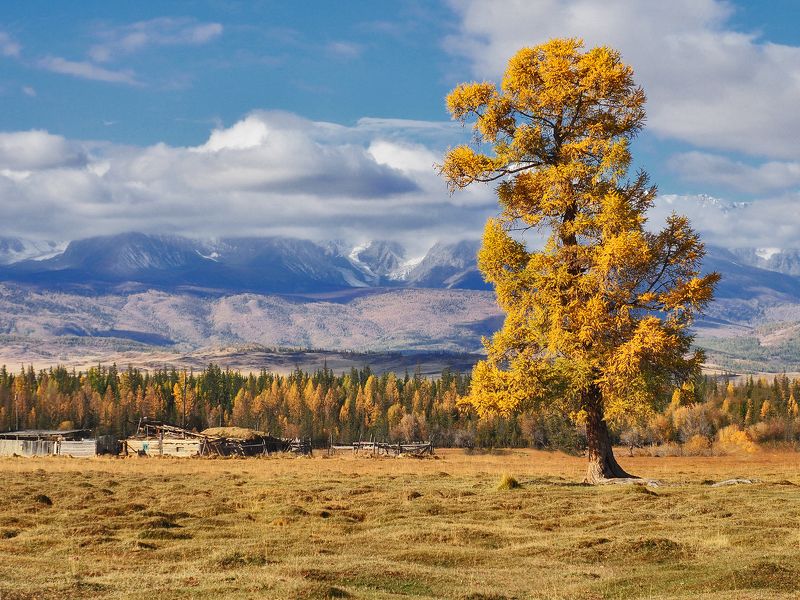 В Курайской степи