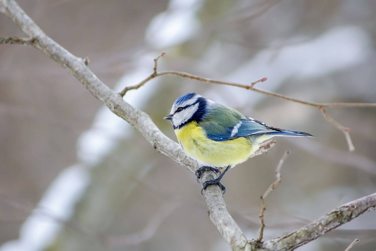 синица, лазоревка, cyanistes caeruleus, КарОл