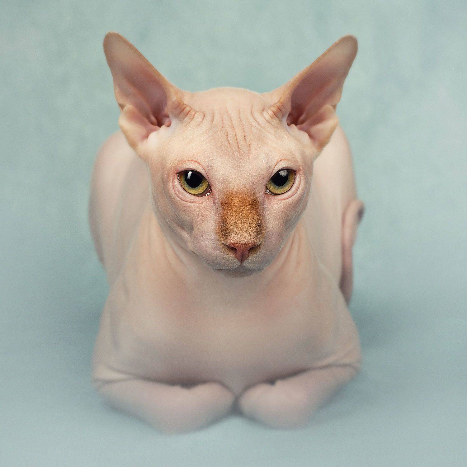 cat, animal, georgia, PAPKIAURI TORNIKE