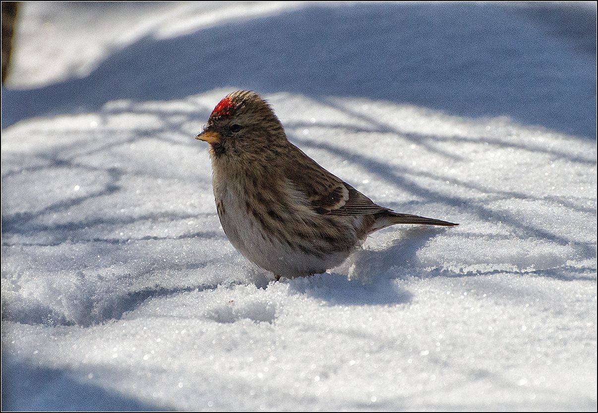 москва, парк, зима, птица, чечётка, АНАТОЛИЙ ДОВЫДЕНКО