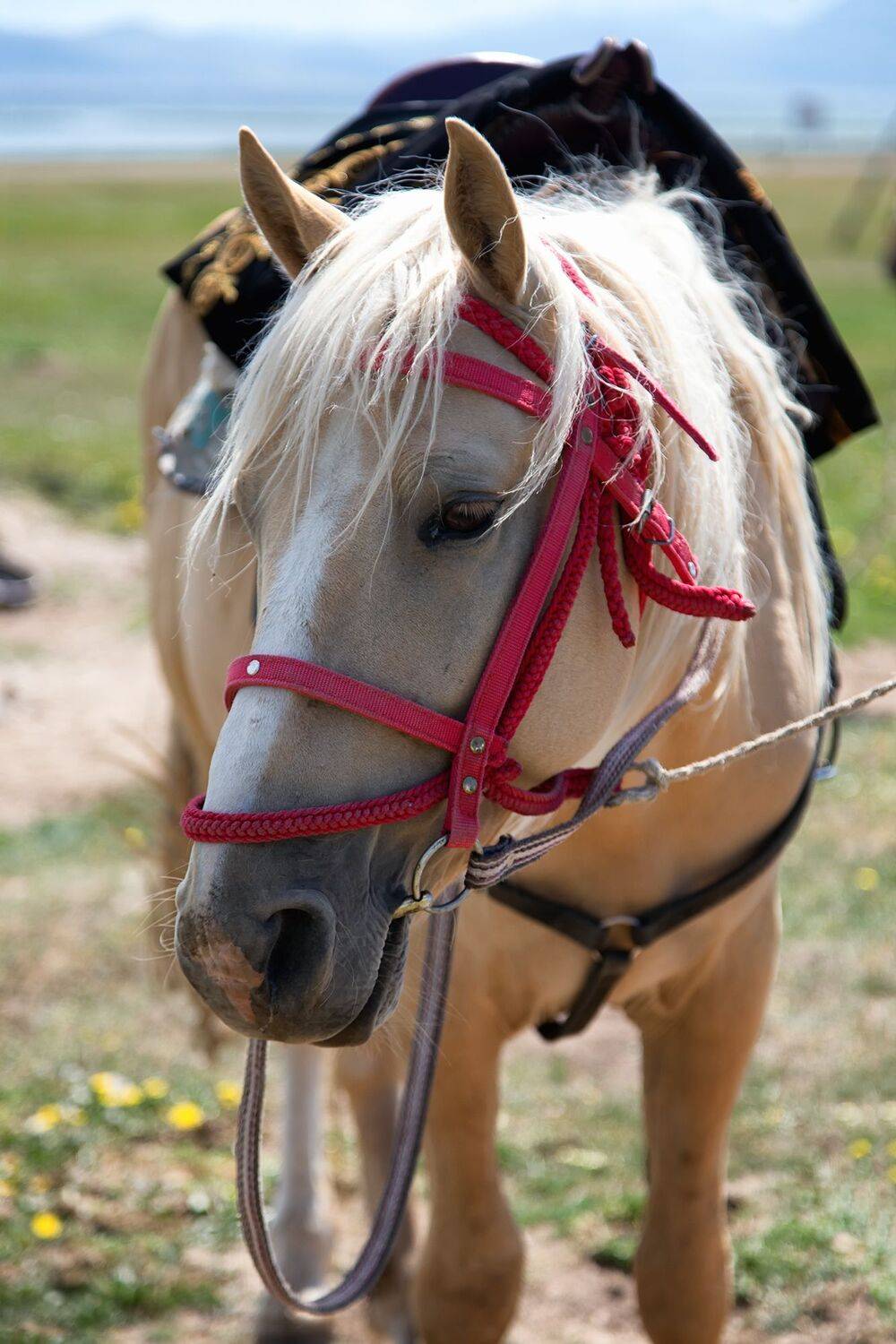 кыргызстан, сон-куль, Элина Магалимова