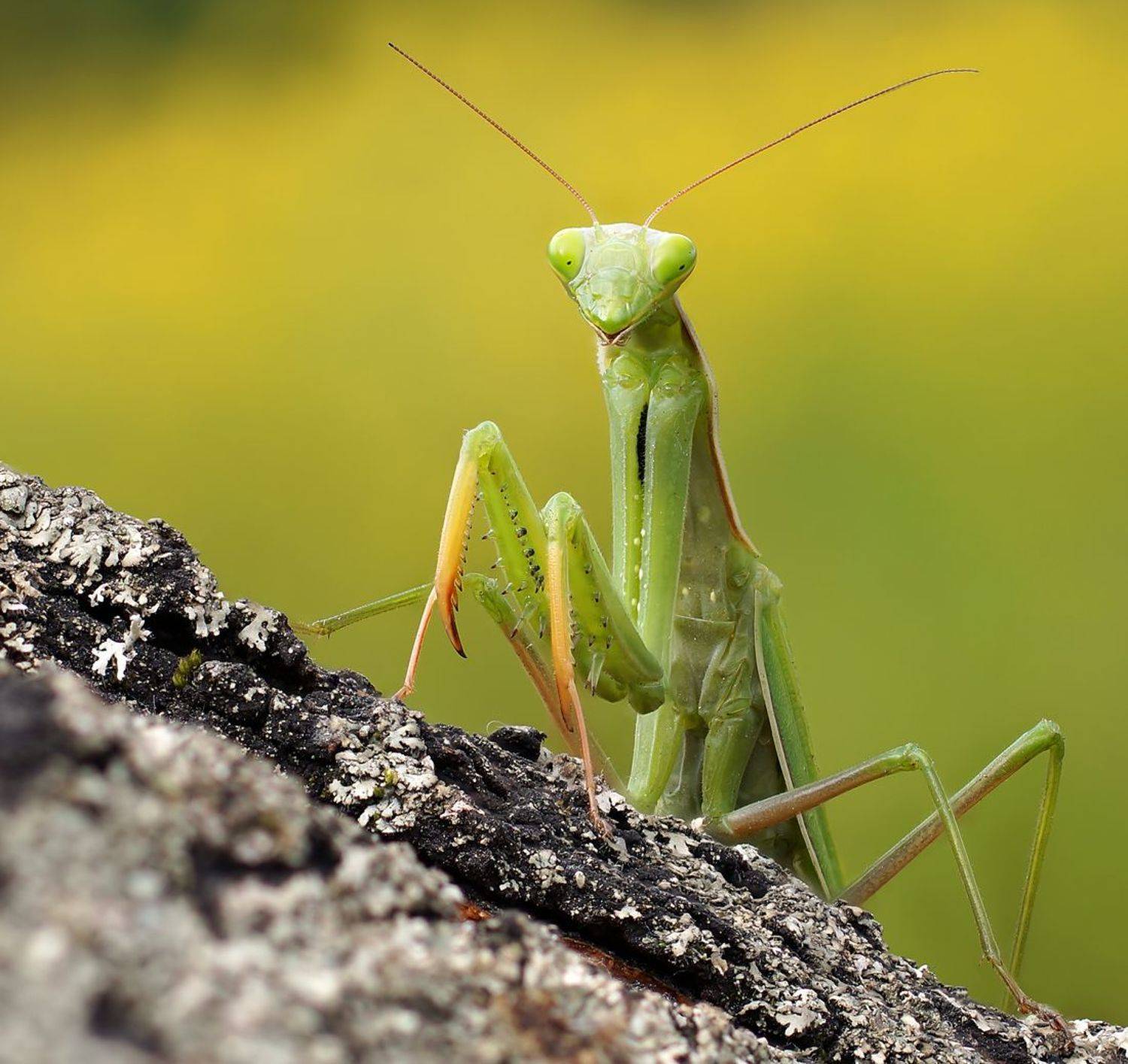 , Чепленко Алексей