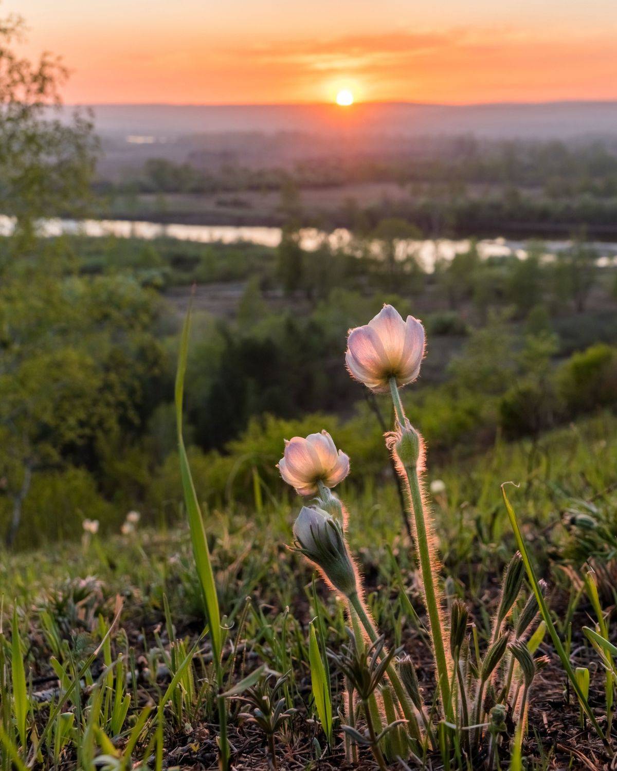 прострел, подснежник, май, закат, весна, Тильпунов Михаил