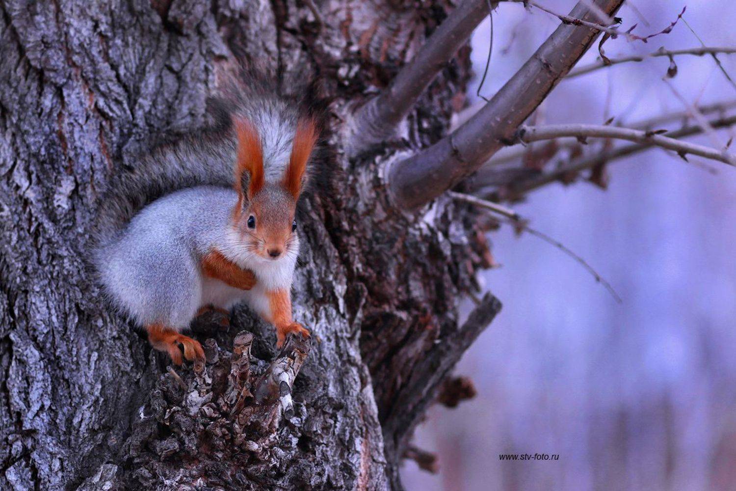 зима, белка, мороз, дерево, шуба, холод, Sokolova Tatiana