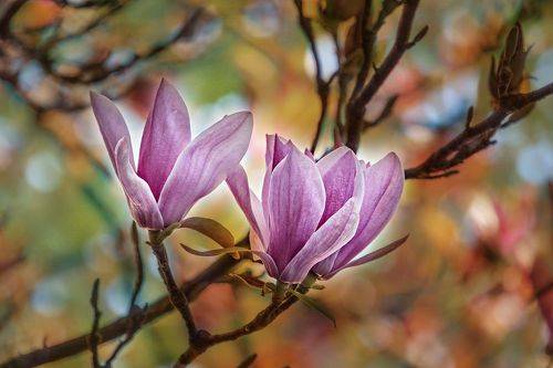 Магнолия моего заднего двора / My Backyard Magnolia