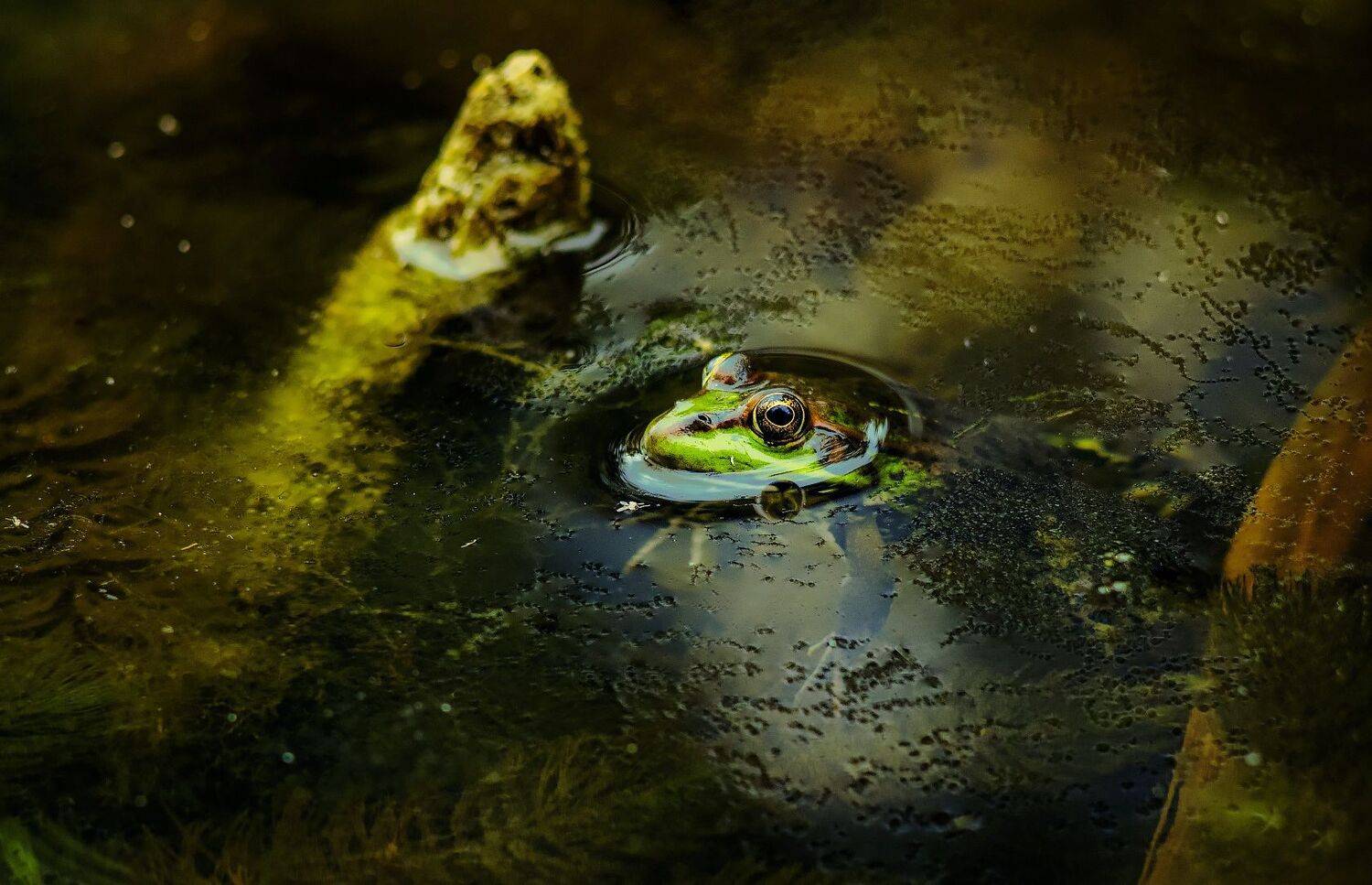 , Лысенко Сергей