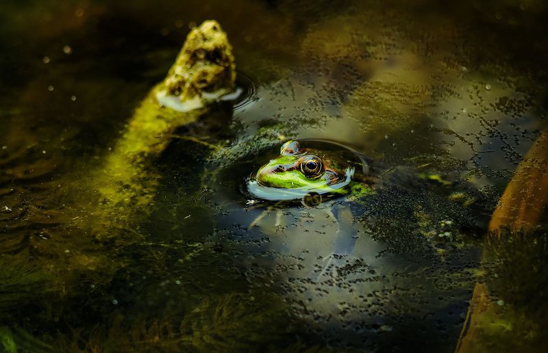 *** фото превью