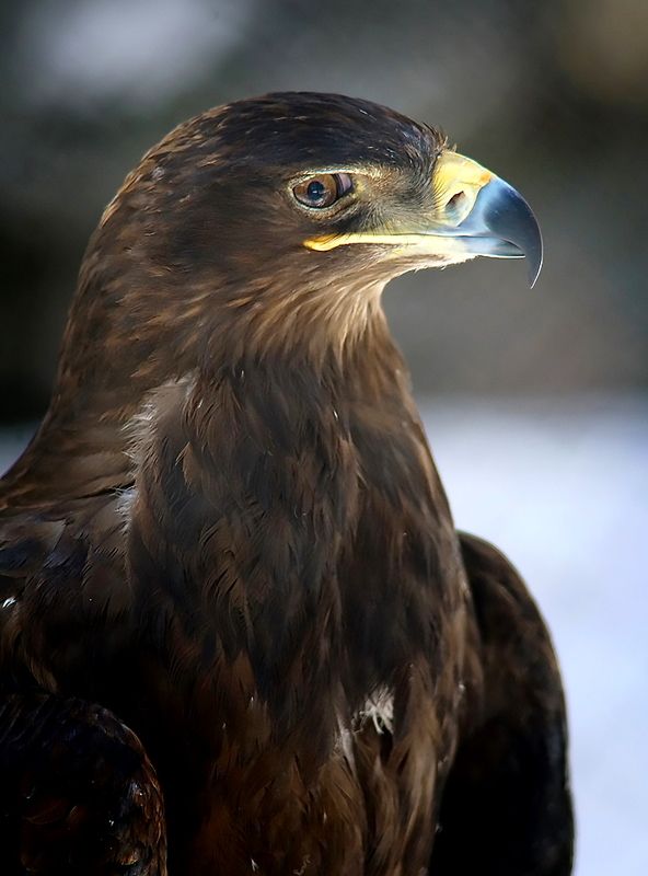 Степной орел фото превью