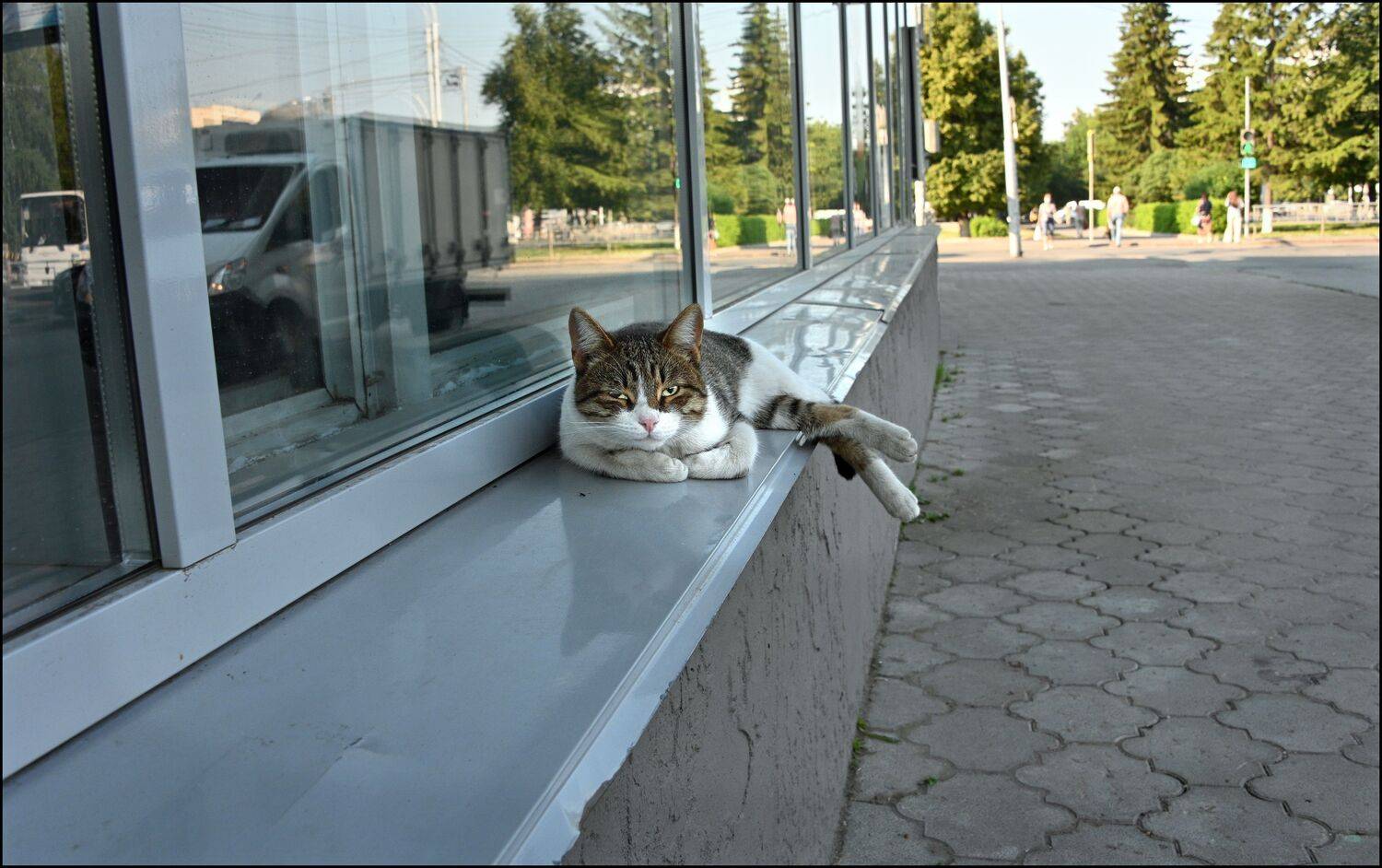 , Меднов Влад