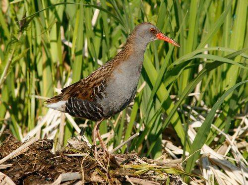 Водяной пастушок
