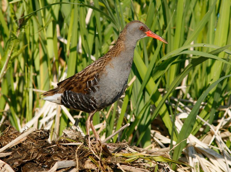 rallus aquaticus Водяной пастушок фото превью