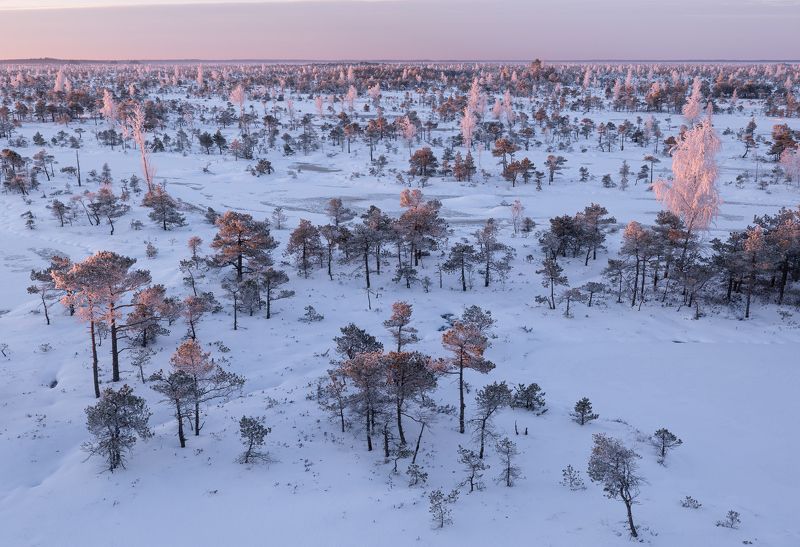 Утро на болоте. Март фото превью