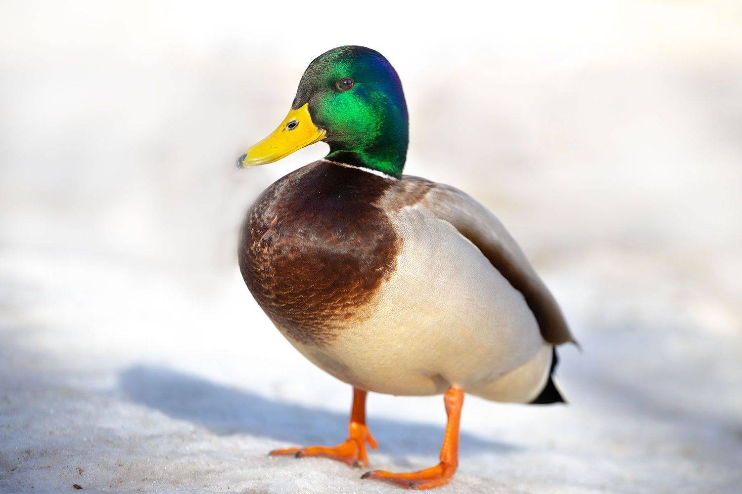 , Чудинин Дмитрий