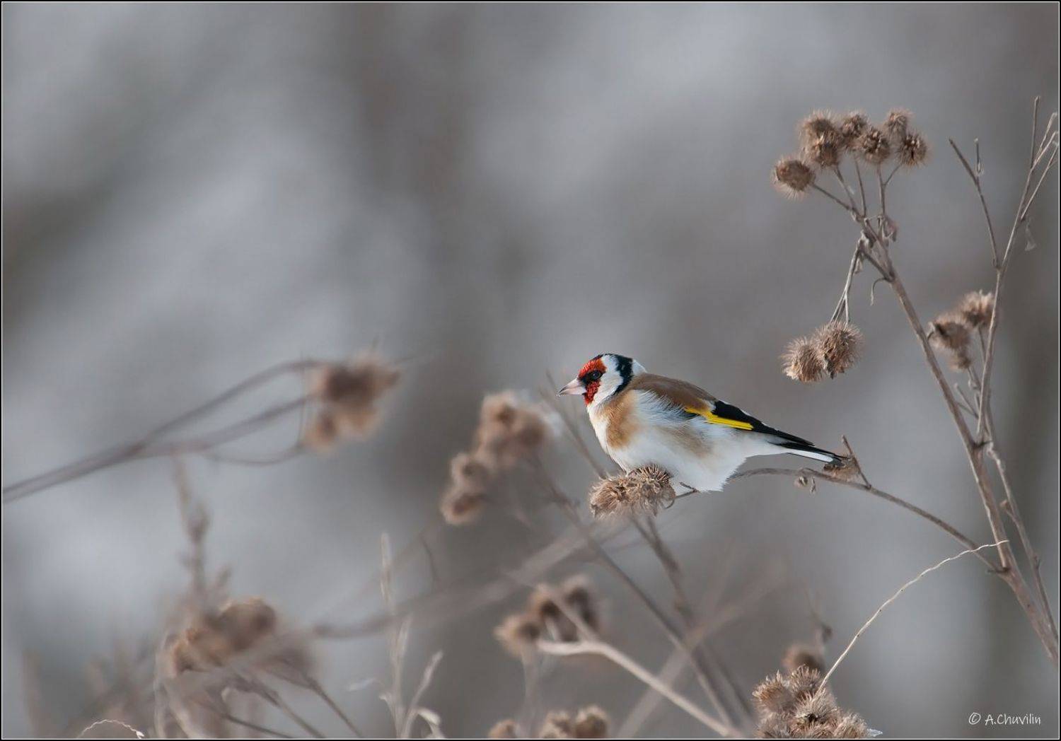 зима,щегол,репейник, Александр Чувилин