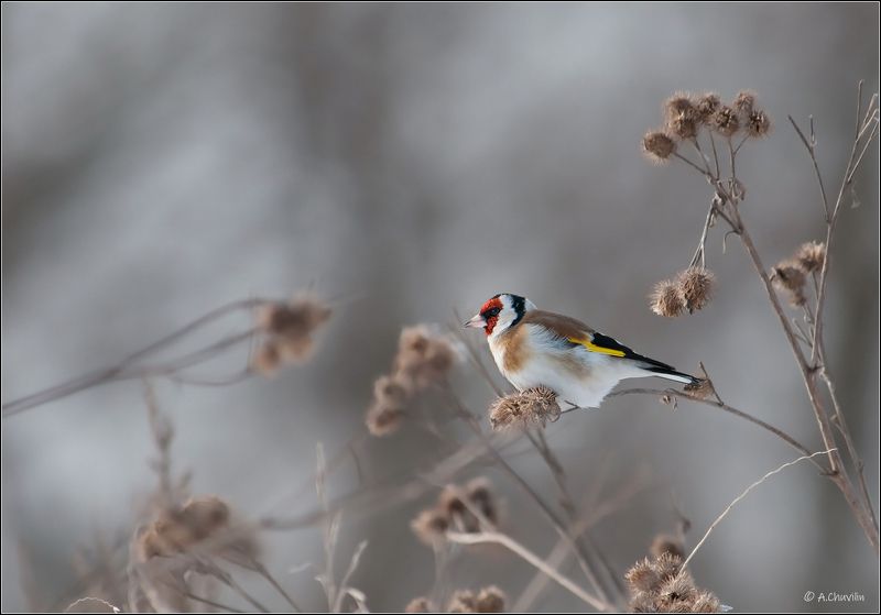 зима,щегол,репейник Зимний Щегол фото превью