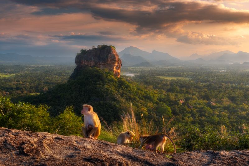 Сигиря, Азия, Скала, Шри-Ланка, Обезьяны Сигирия и местные обитатели. фото превью