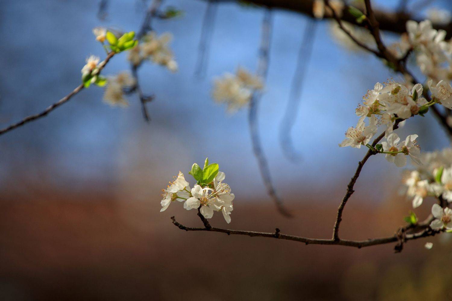 , Александър Сандев