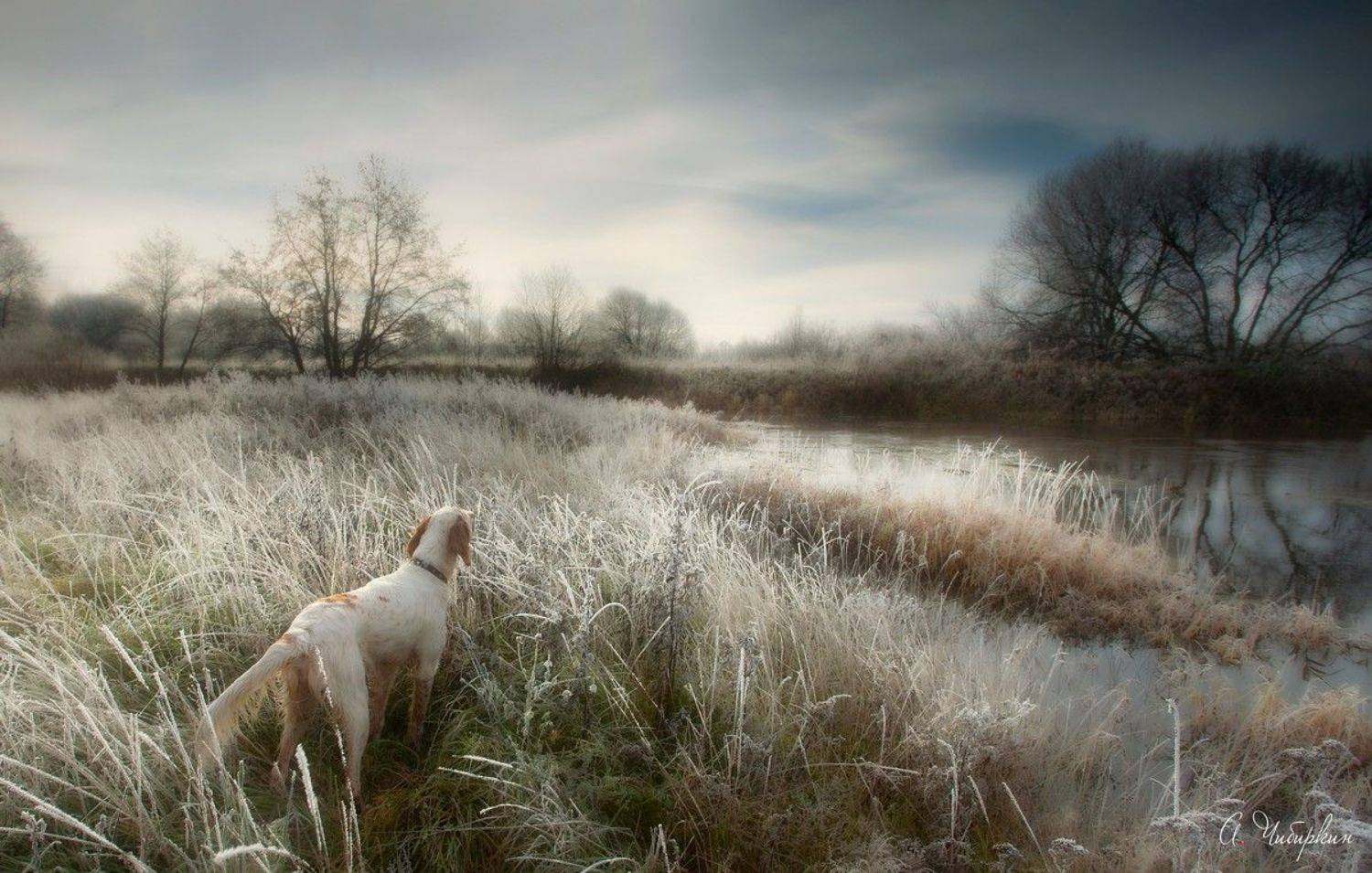 английский сеттер, пейзаж, Александр Чибиркин