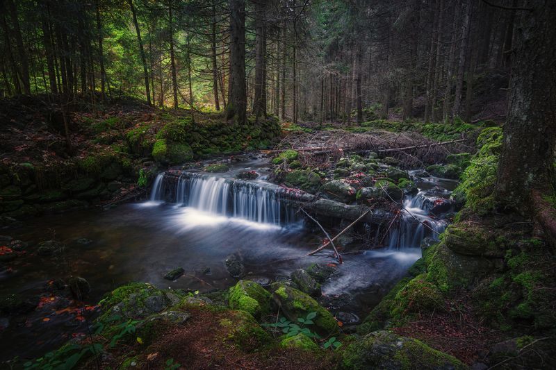 Старый лес фото превью