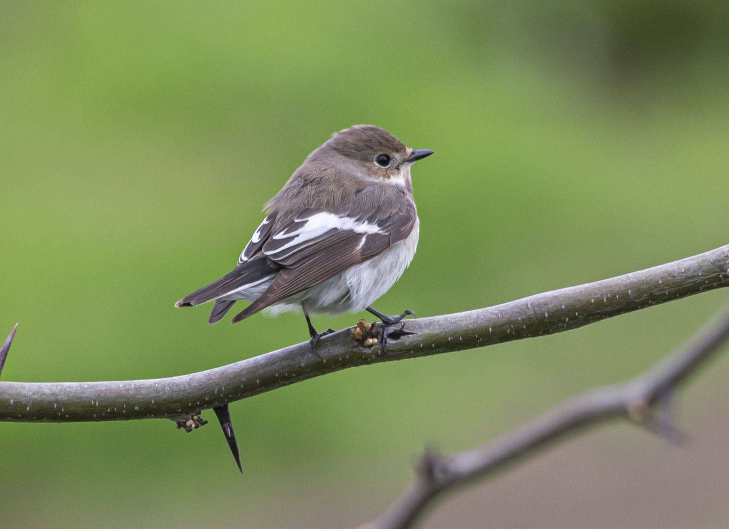 крым, опукский заповедник, птицы, мухоловка-пеструшка, Сергей Савчук