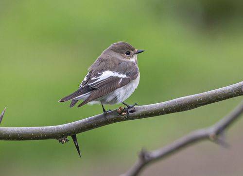 Мухоловка-пеструшка