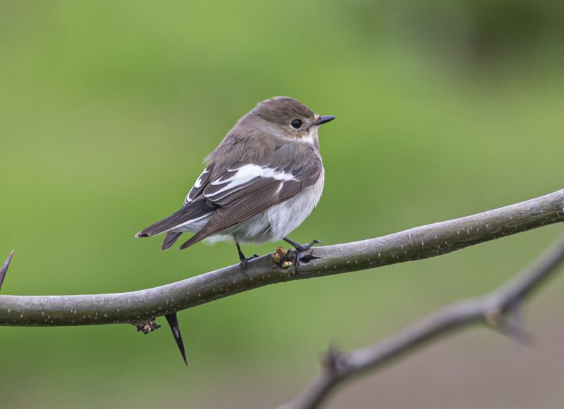 крым, опукский заповедник, птицы, мухоловка-пеструшка Мухоловка-пеструшка фото превью