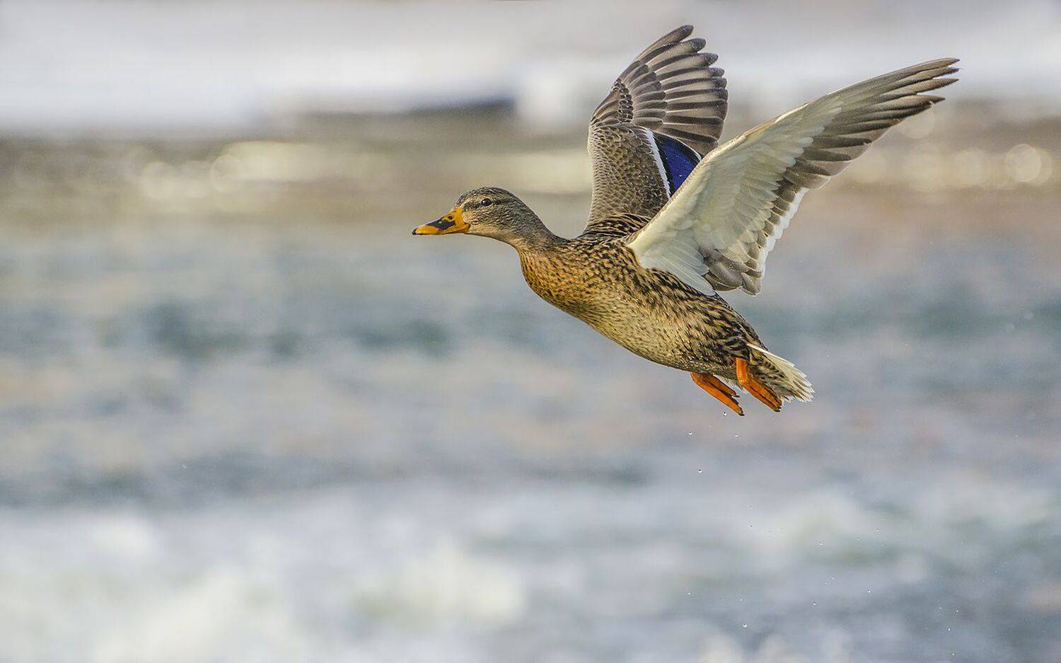 утка, кряква, река, упа, Михаил Агеев