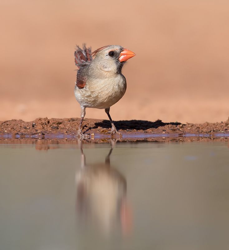 красный кардинал, northern cardinal, cardinal,кардинал, техас Female. Northern Cardinal - cамка. Красный кардинал фото превью