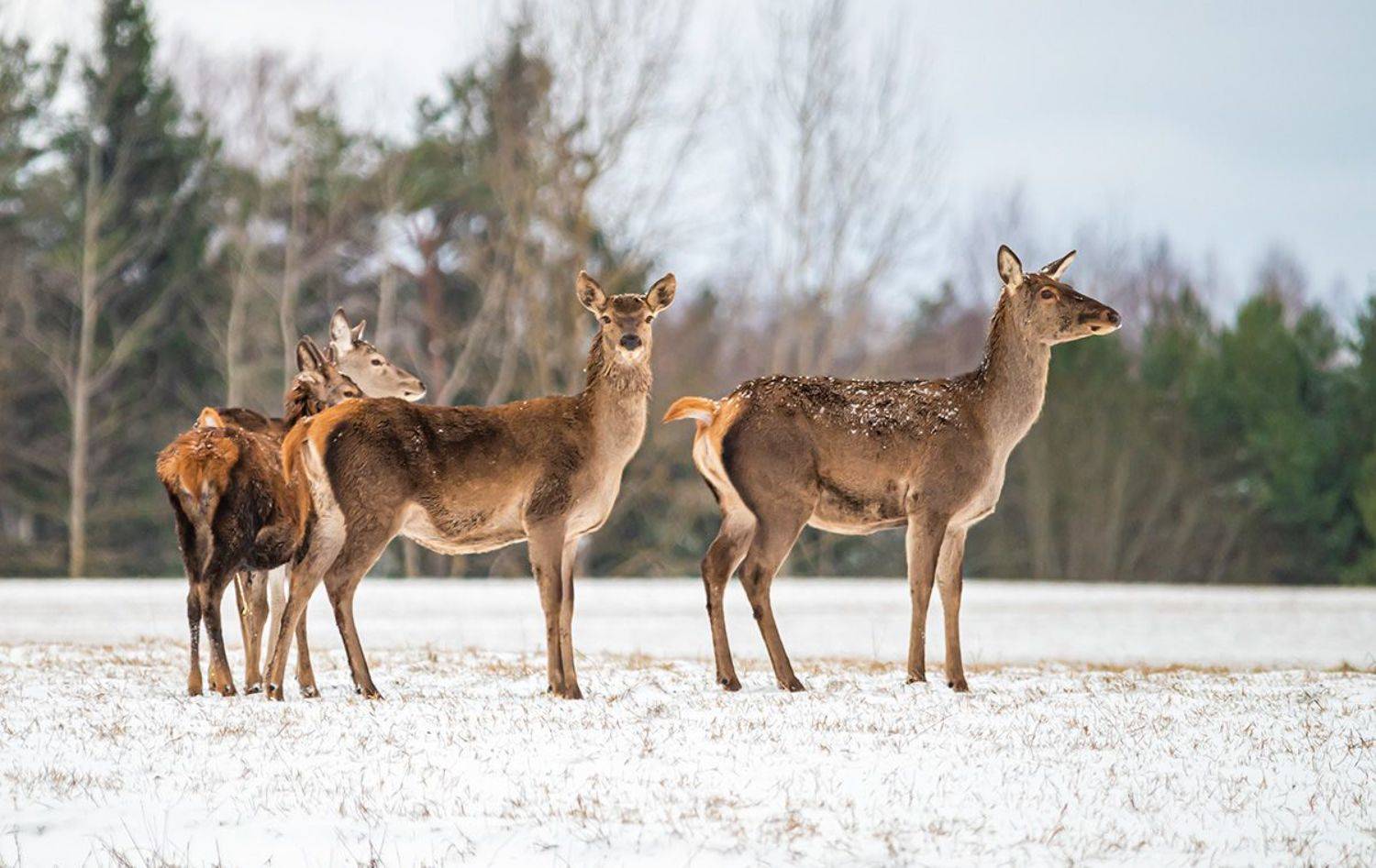 Олени, Благородный олень, Беларусь, Красный Бор, зима, Сергей Савчук