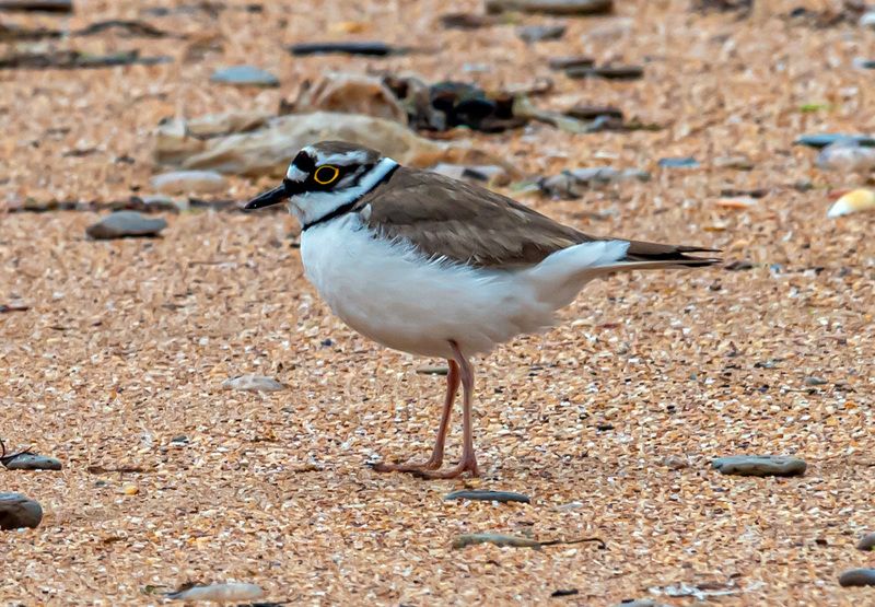 крым, опукский заповедник, птицы, малый зуек Малый зуек фото превью