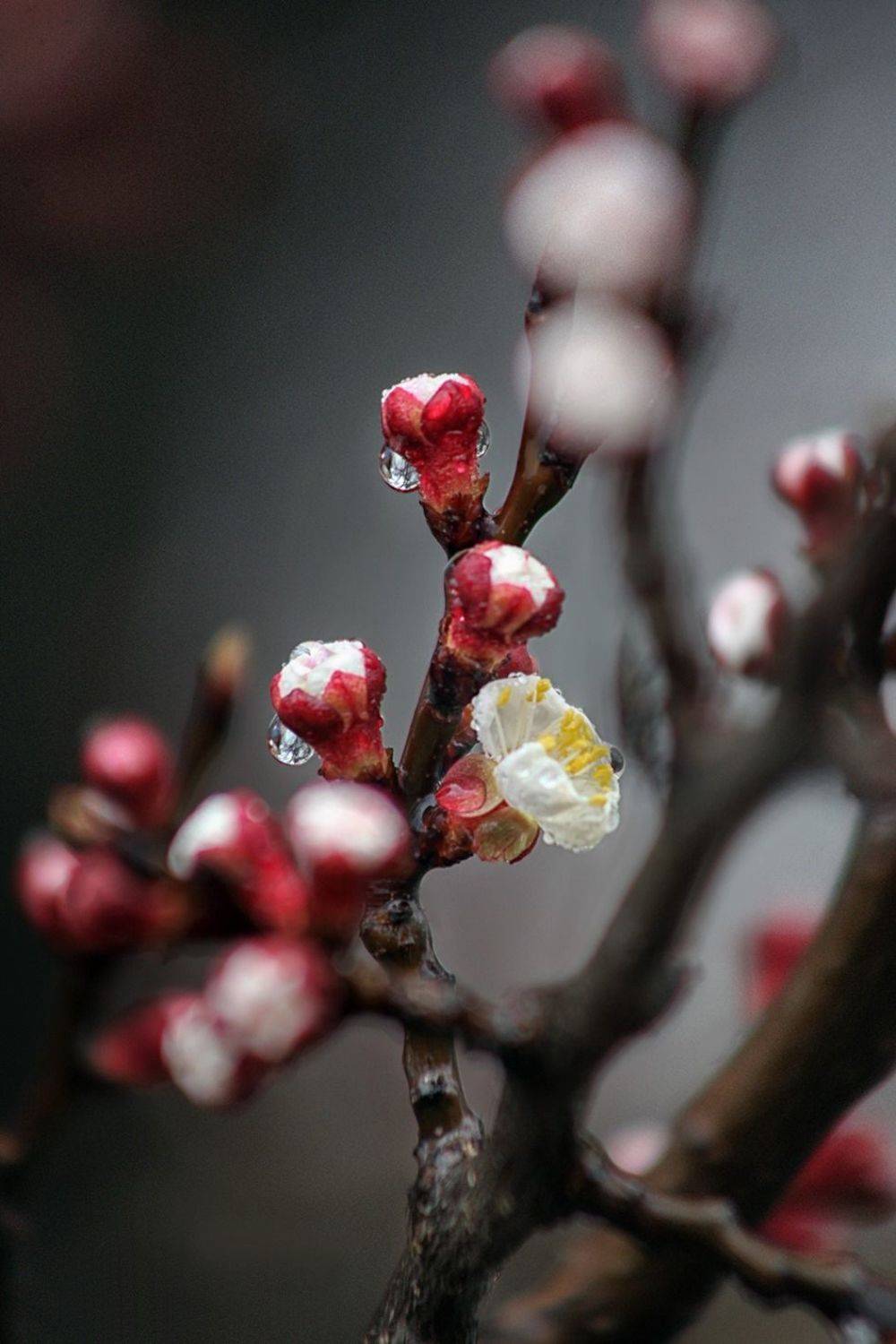 , Alexander Slepcowski