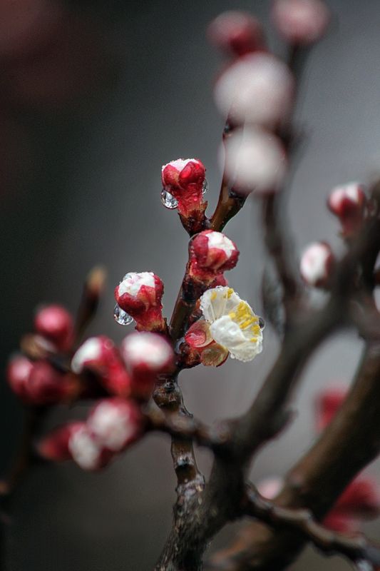 *** фото превью