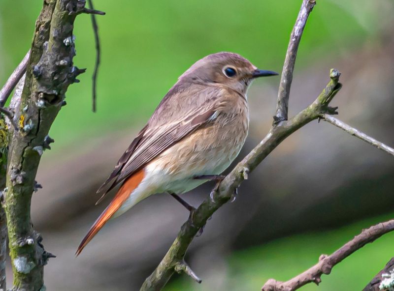 крым, опукский заповедник, птицы, обыкновенная горихвостка Обыкновенная горихвостка фото превью