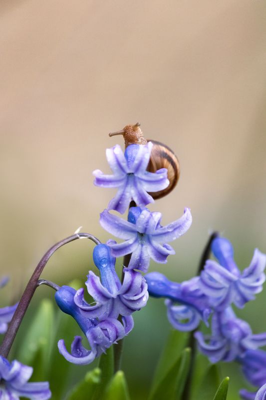 snail, macro, flower, blossom, hyacinth, улитка, макро, цветок Наверху фото превью
