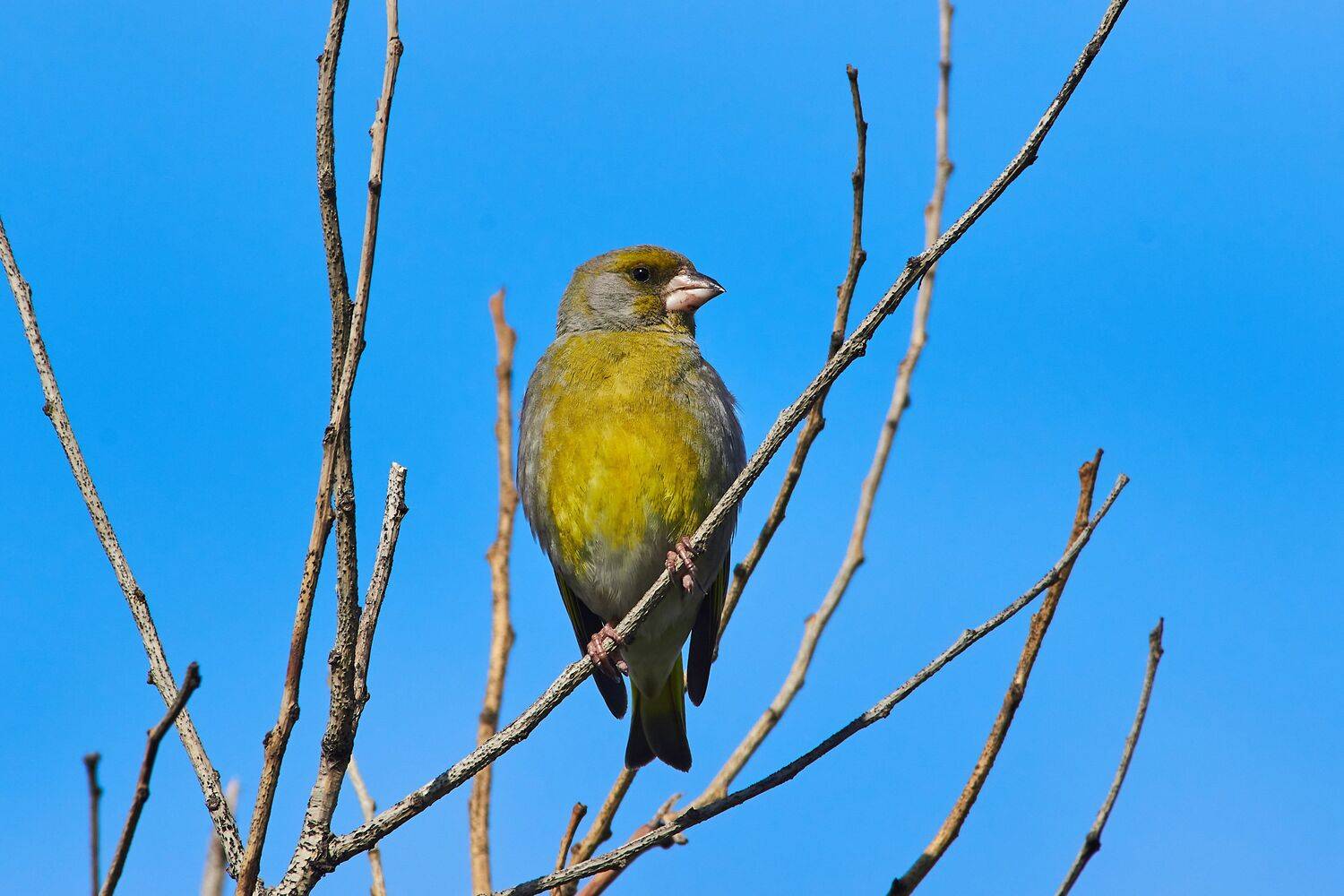 volgograd, russia, wildlife, Carduelis chloris, , Сторчилов Павел