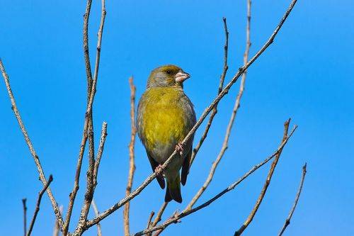 Carduelis chloris