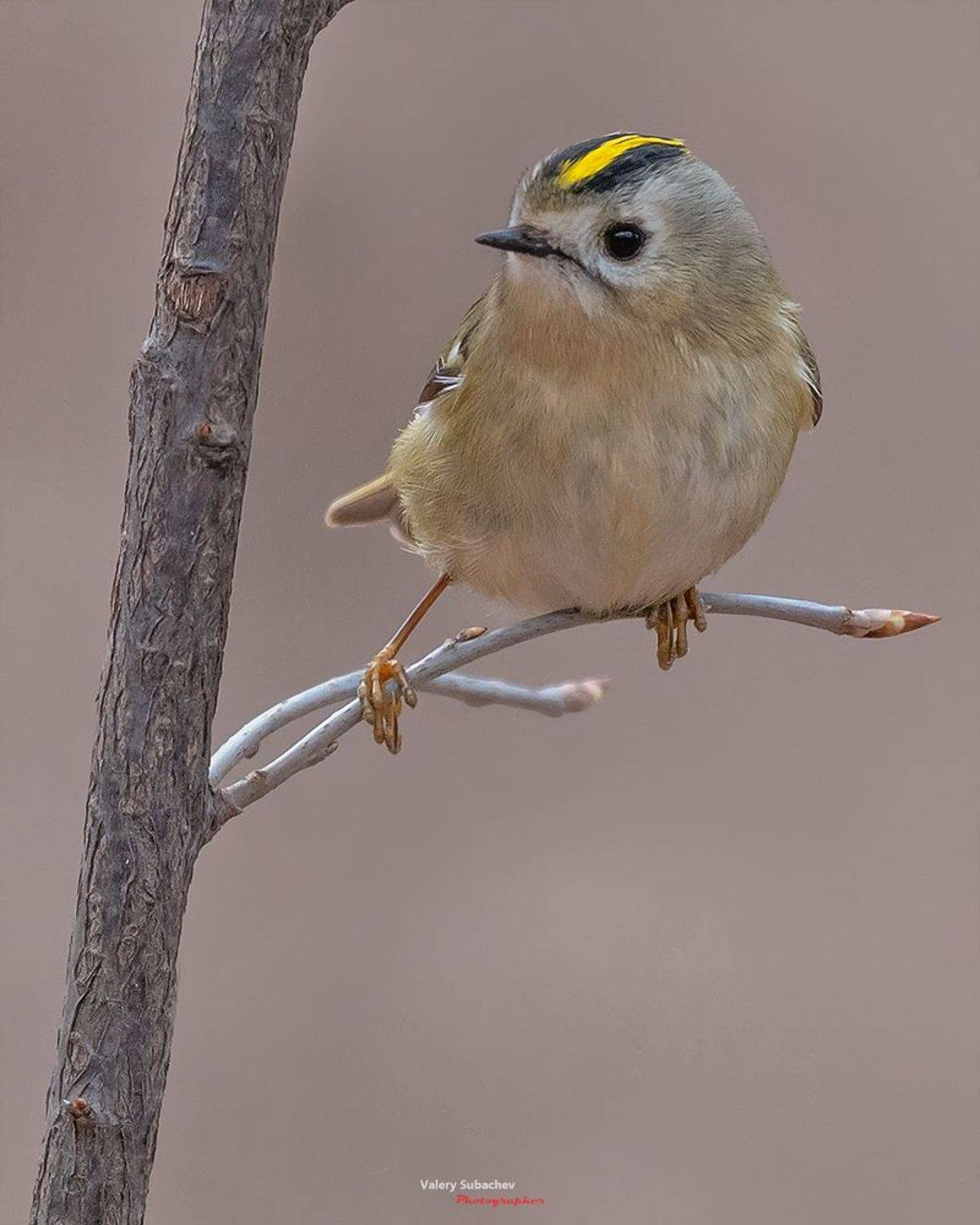 , Валерий Субачев