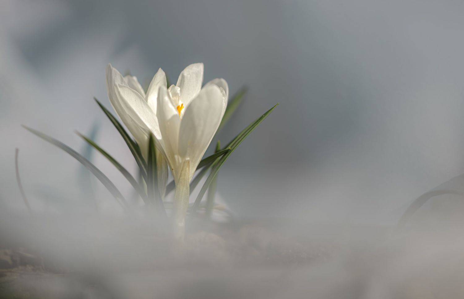 природа, макро, весна, цветы, крокус,, Неля Рачкова