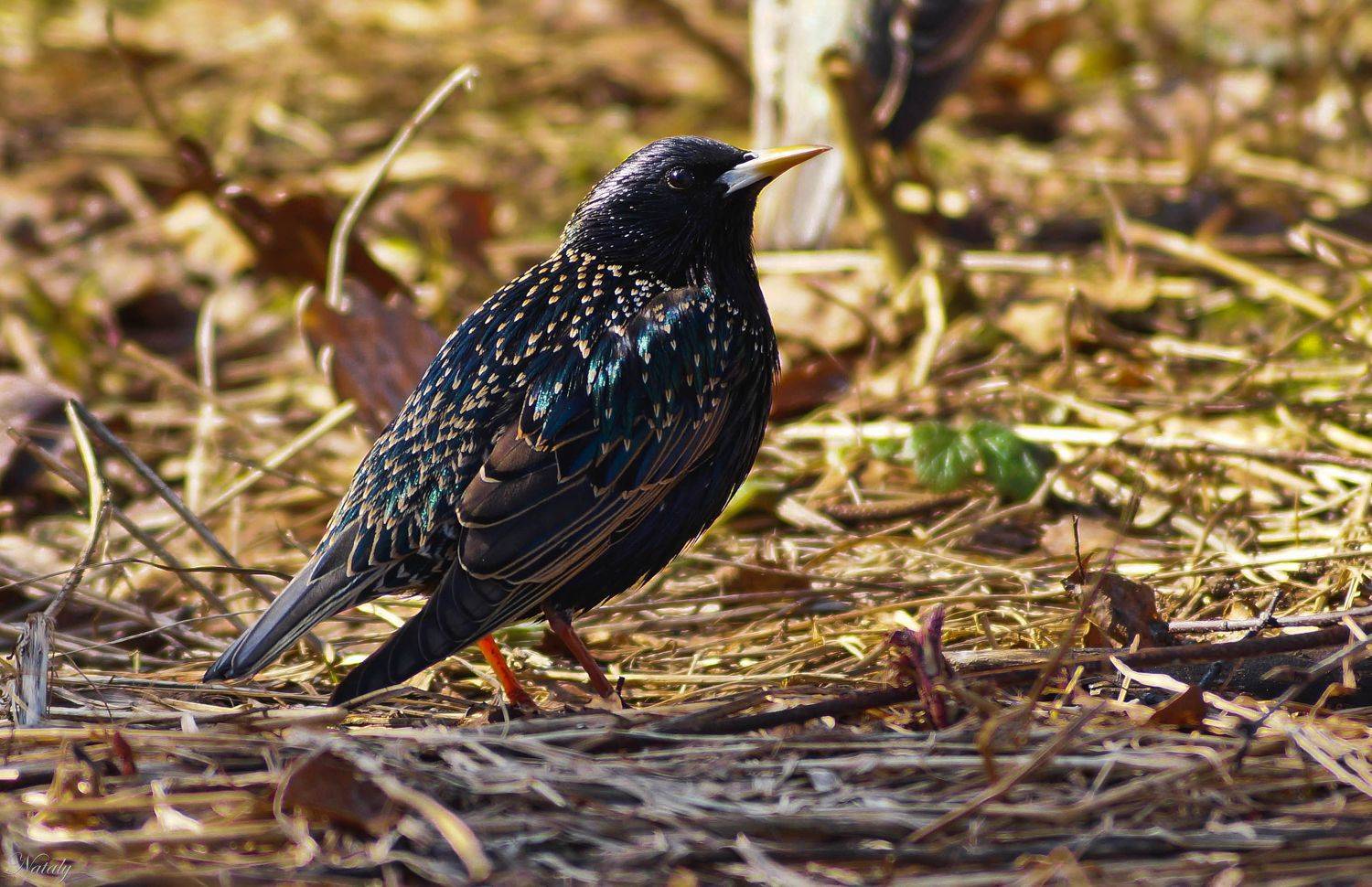 , Екимова Наталья