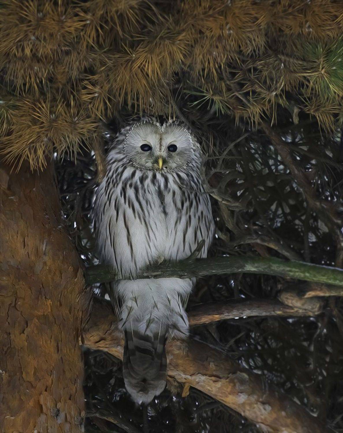 птица неясыть зима сосна, Сытина Наталия