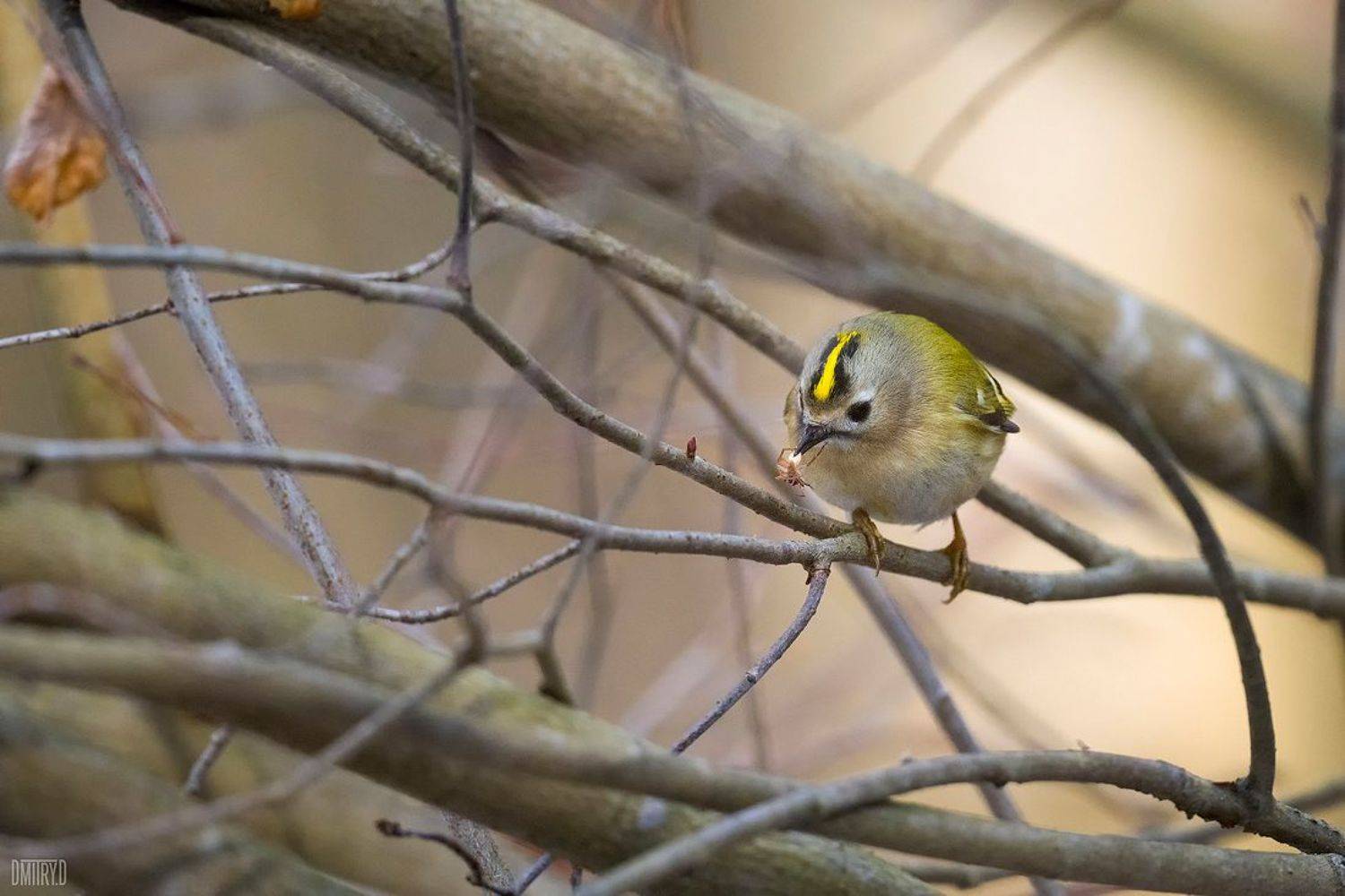 птица, королек, лес, весна,, Дмитрий Доронин