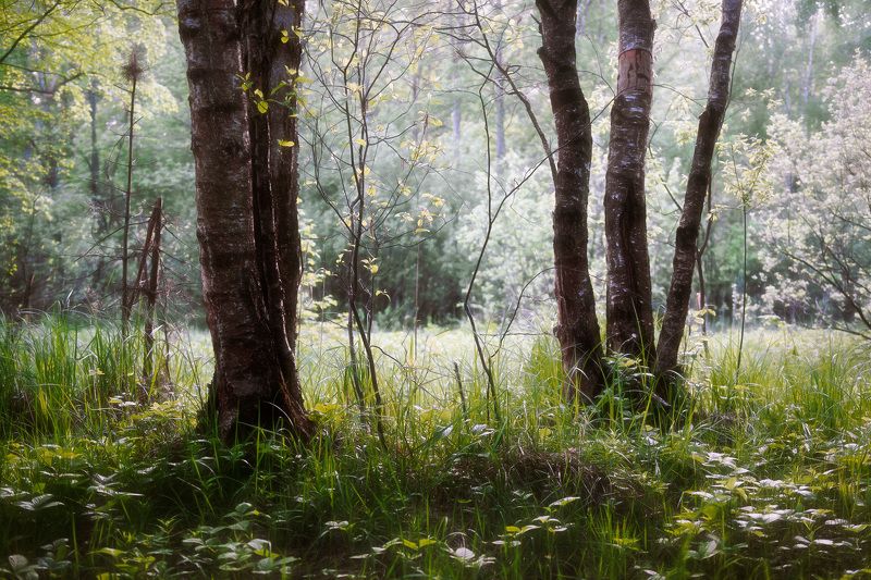 лес, лето, деревья, пейзаж, forest, woodland, summer, landscape, trees В летнем лесу фото превью