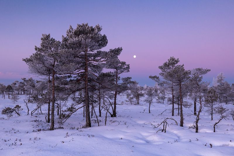 Морозное утро на болоте фото превью