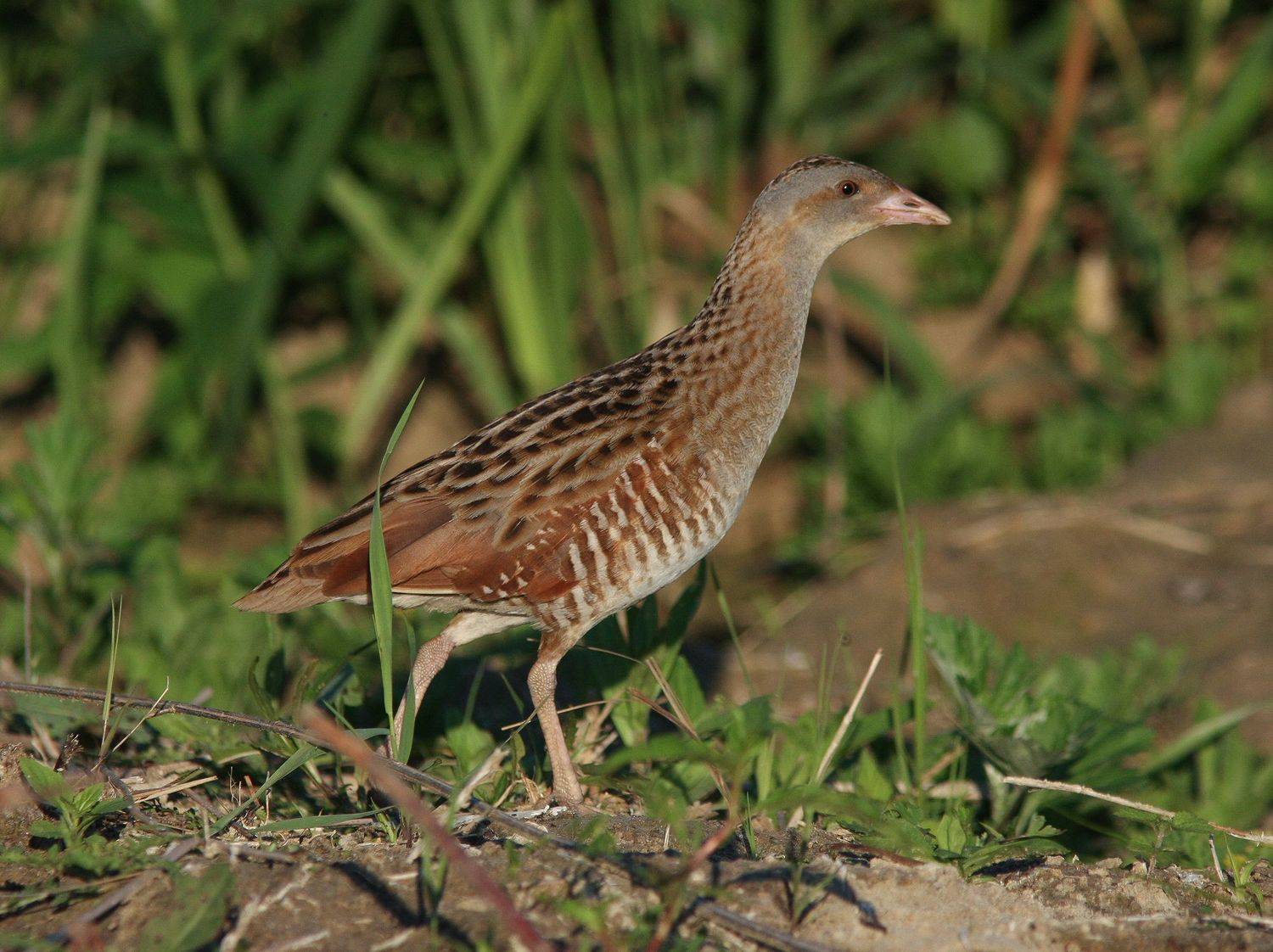 crex crex, Хромушин Олег