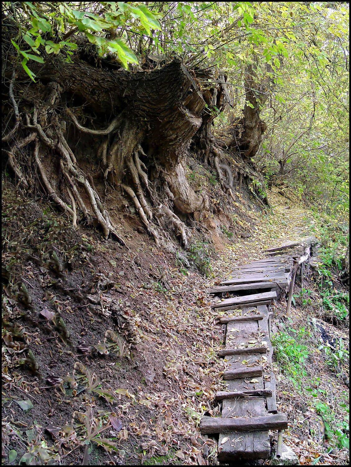 , Меднов Влад