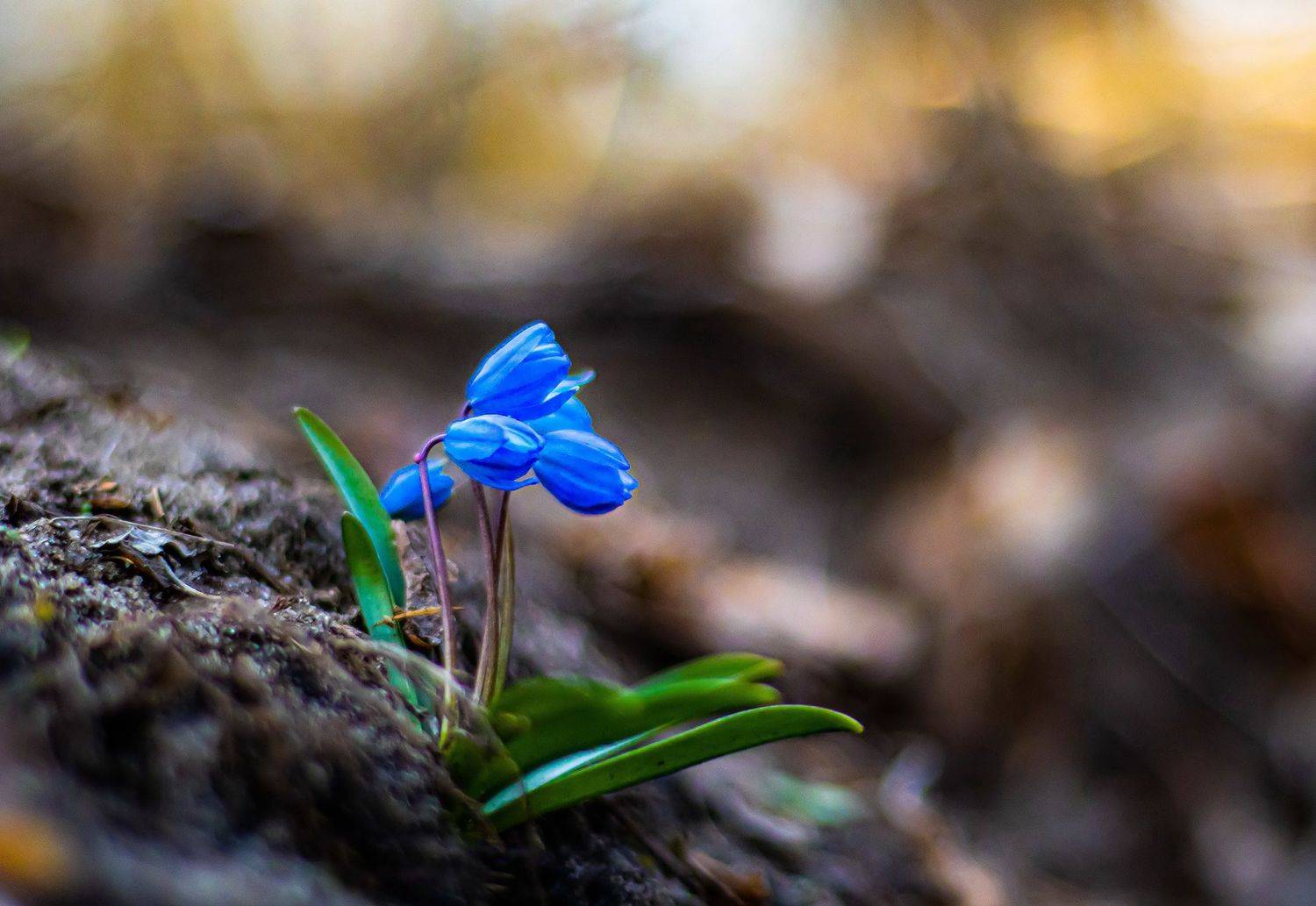 , Виктор Волынский