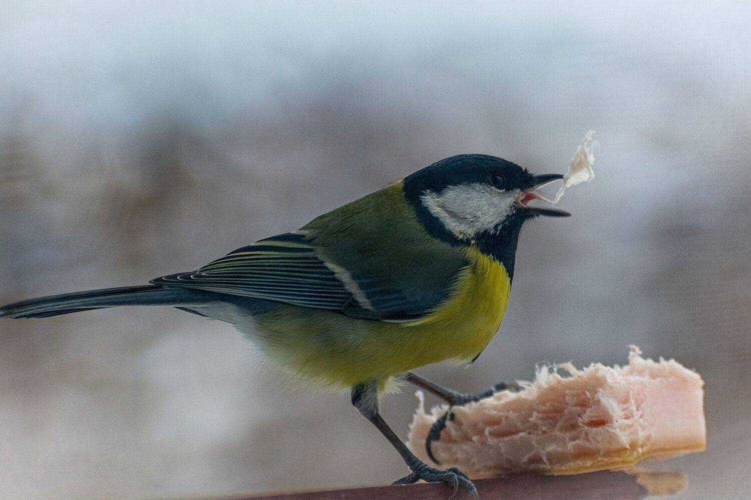 , Сергей Калёв