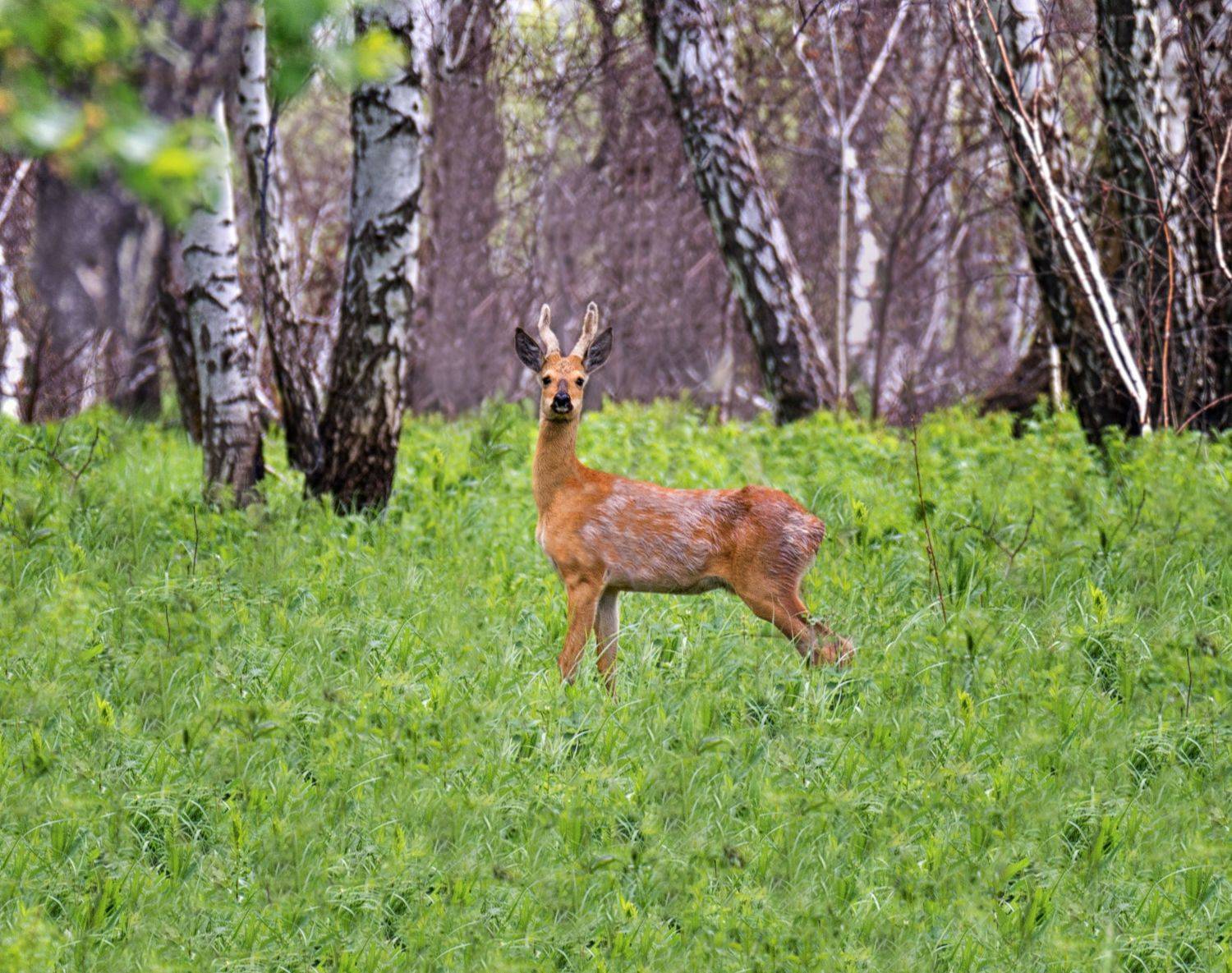 косуля, лес,, Марина Мочалова