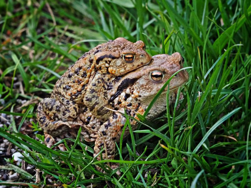 Frog love фото превью