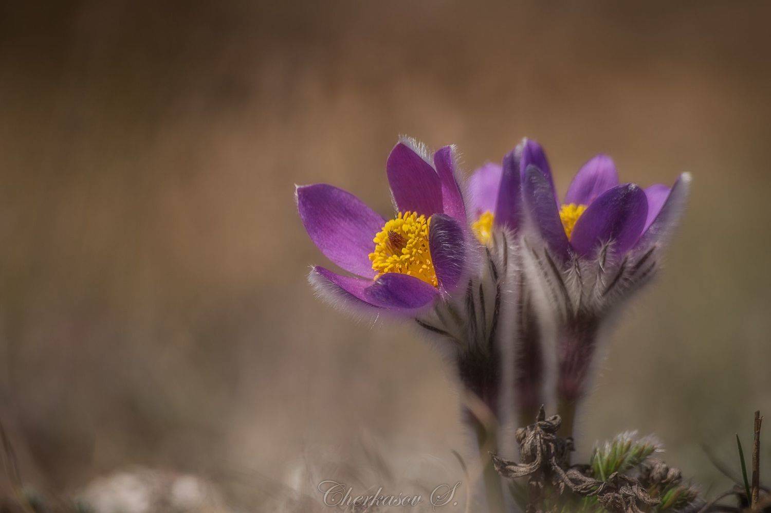 крым, весна, цветы, сон-трава, прострел,, Черкасов Сергей
